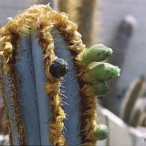 Pilosocereus